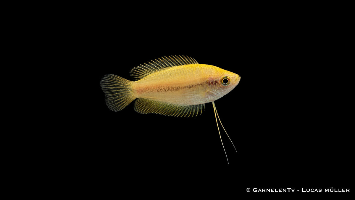 Honigfadenfisch Gold - Colisa chuna Deutsche eigene Nachzucht von GarnelenTv