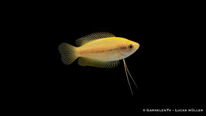 Honigfadenfisch Gold - Colisa chuna Deutsche eigene Nachzucht von GarnelenTv