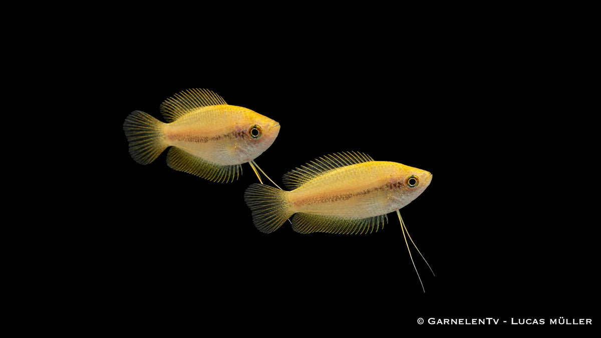 Honigfadenfisch Gold - Colisa chuna Pärchen im Aquarium