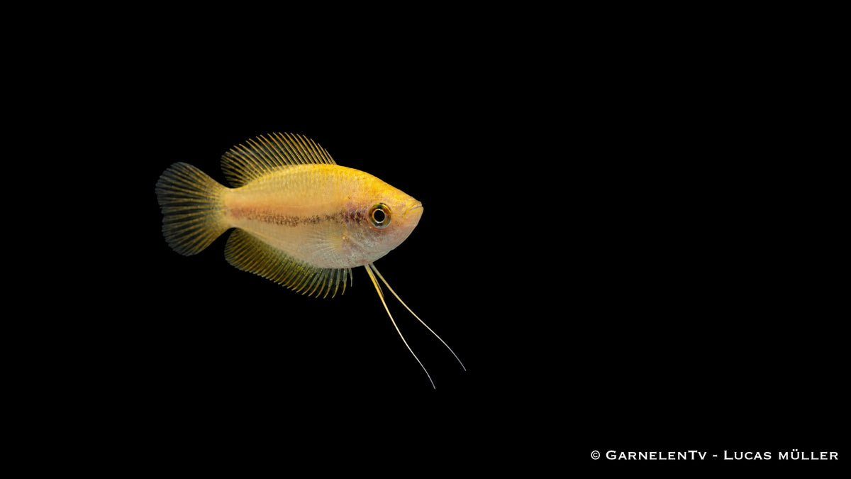 Honigfadenfisch Gold - Colisa chuna im Aquarium schwimmend