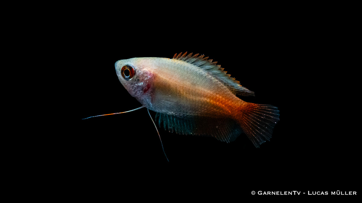 Honigfadenfisch Gold displaying its beautiful fins and tail