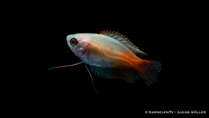 Honigfadenfisch Gold displaying its beautiful fins and tail