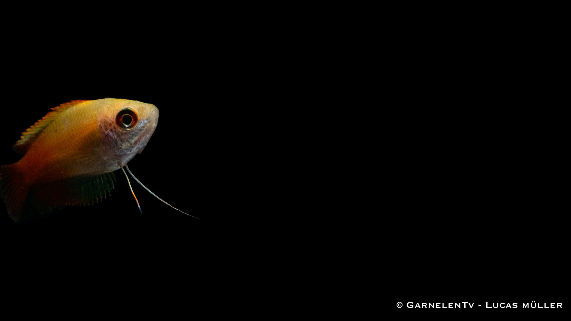 Honigfadenfisch Gold (Colisa chuna) swimming in a planted tank