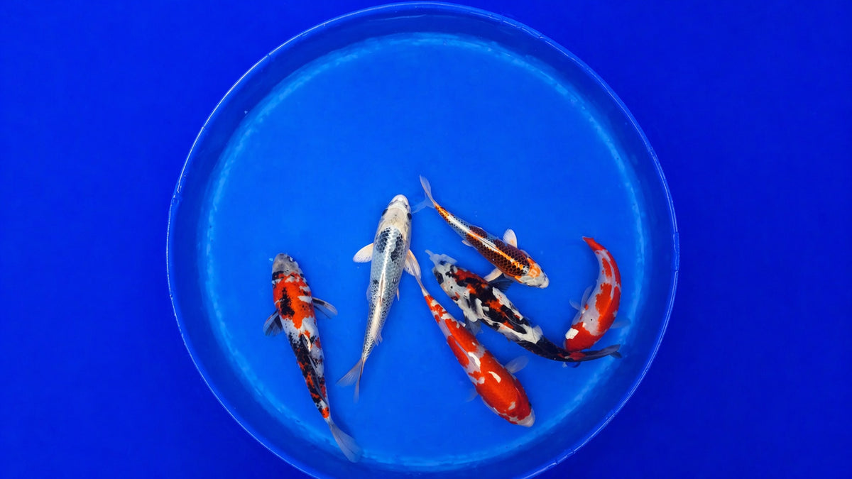 Japan Koi Hosokai Cyprinus carpio 20 bis 25 cm schwimmt im klaren Koi Teich