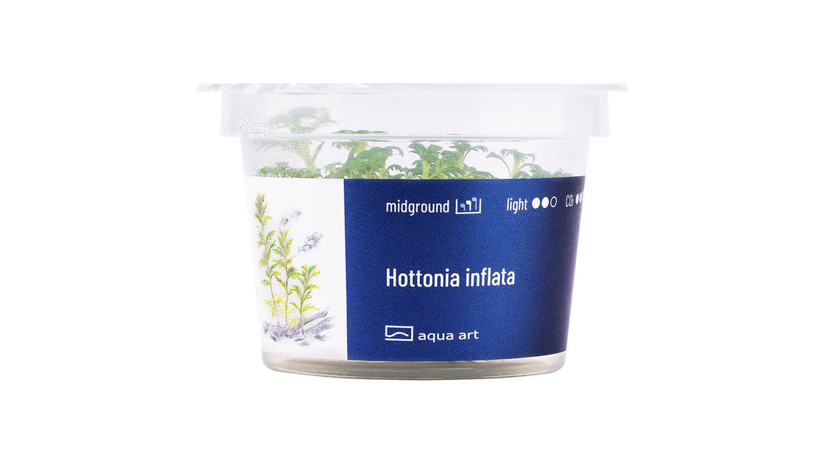 Hottonia inflata - InVitro