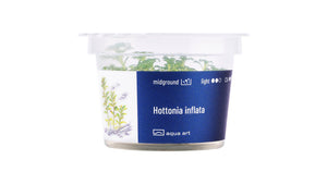 Hottonia inflata - InVitro