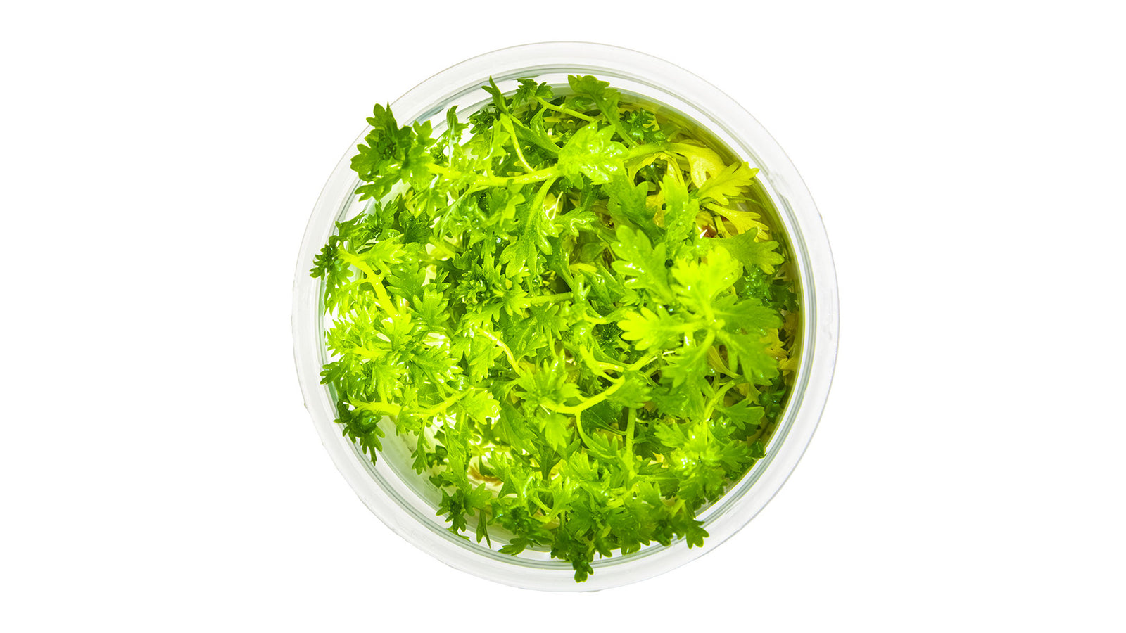 Hottonia palustris - InVitro Pflanze