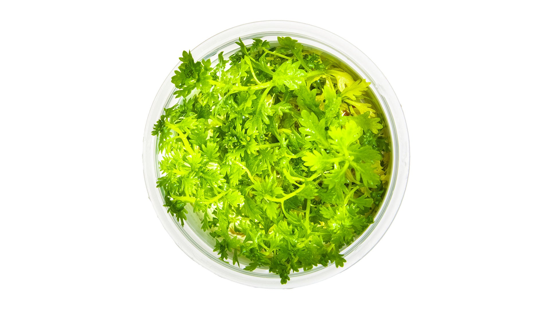 Hottonia palustris - InVitro Pflanze