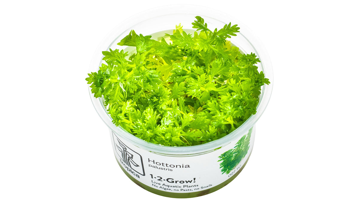 Hottonia palustris - InVitro Pflanze