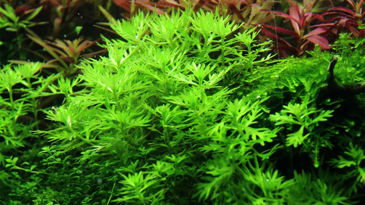 Hottonia palustris - Tropica