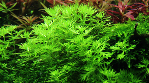 Hottonia palustris - Tropica
