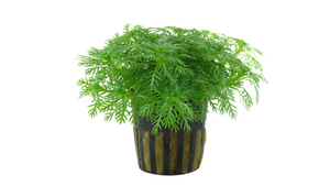 Hottonia palustris - Tropica