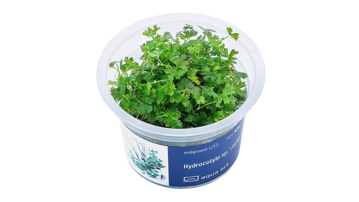 Hydrocotyle sp. ’Japan’ - InVitro