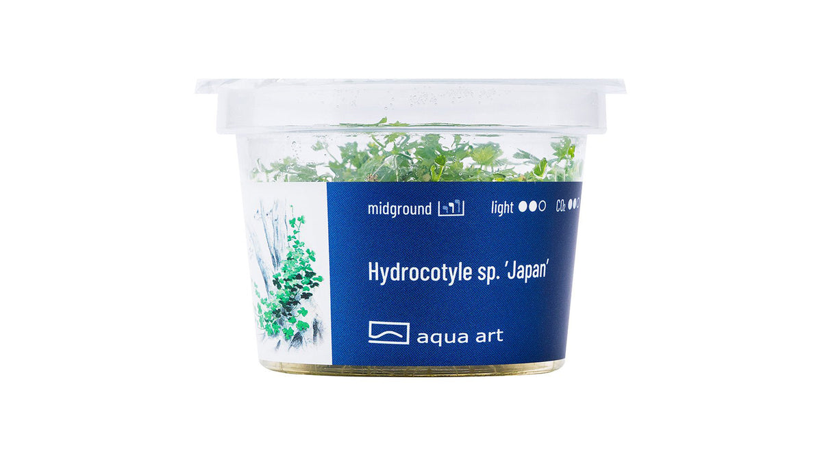 Hydrocotyle sp. ’Japan’ - InVitro