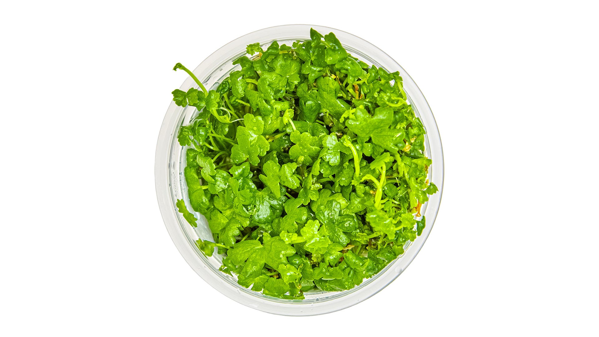 Hydrocotyle tripartita InVitro Pflanze