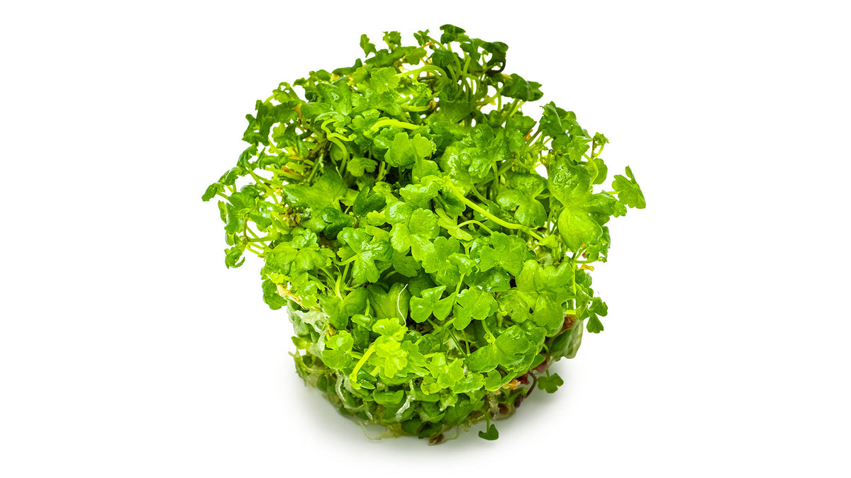 Hydrocotyle tripartita