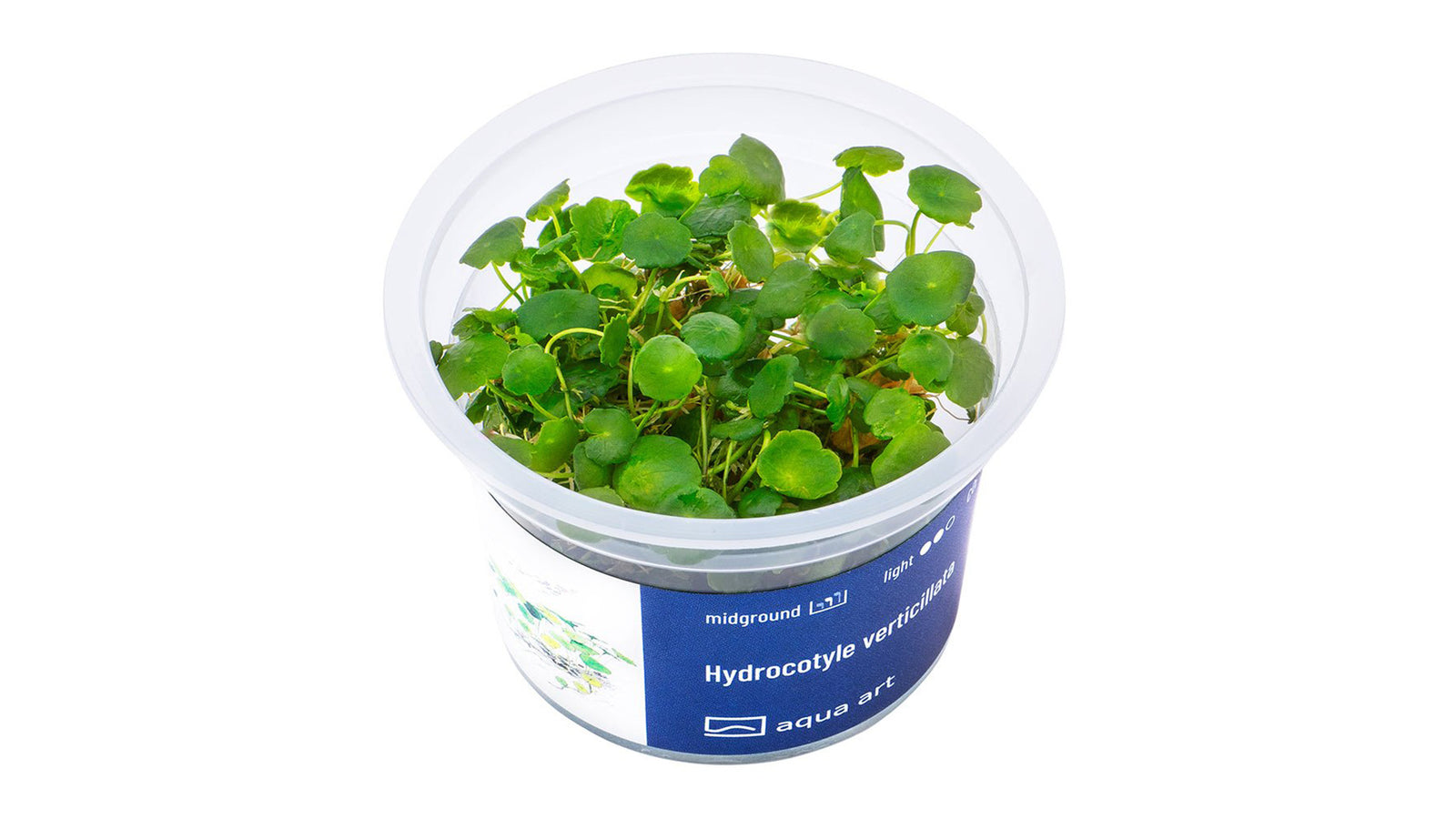 Hydrocotyle verticillata - InVitro