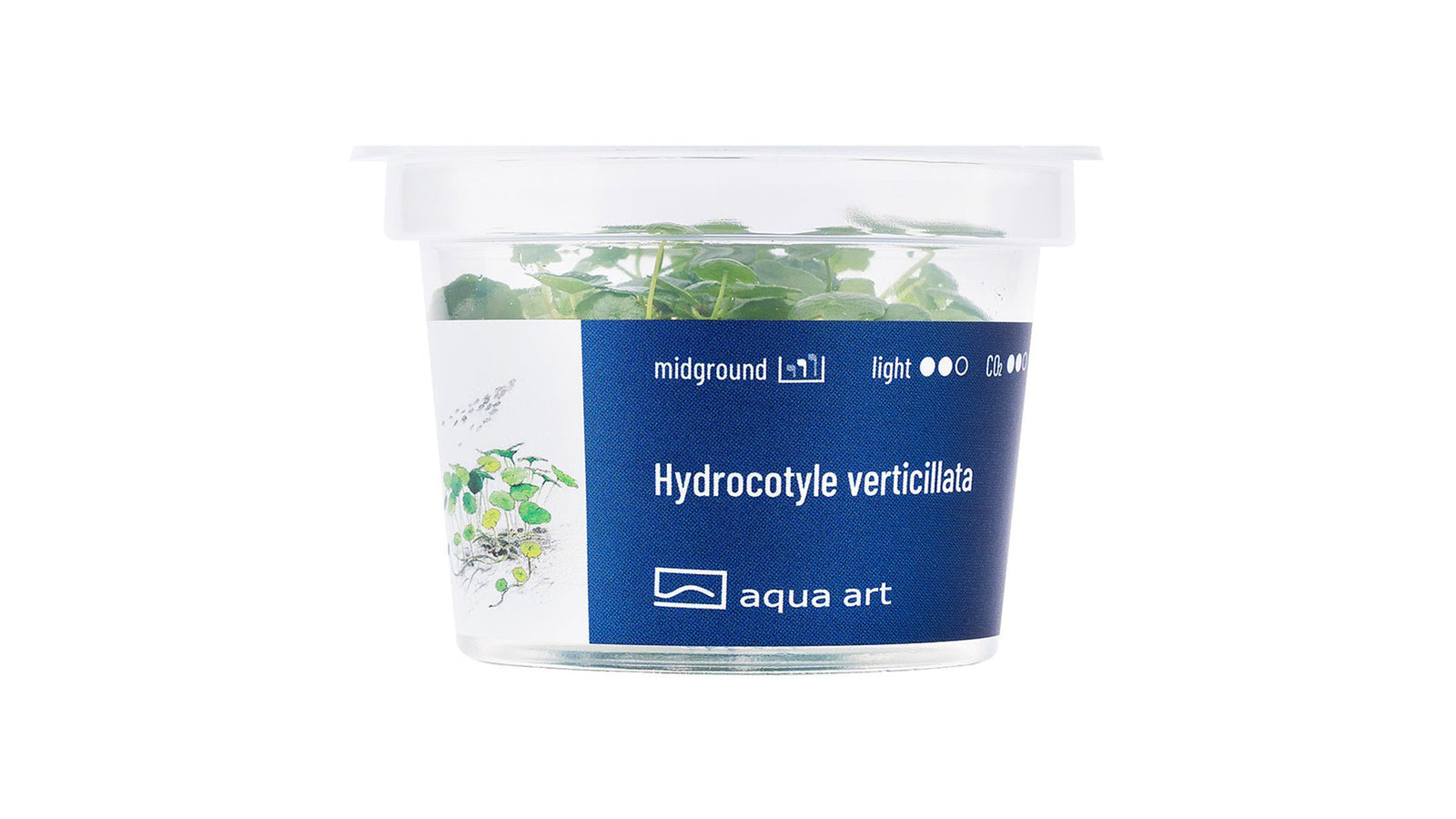 Hydrocotyle verticillata - InVitro