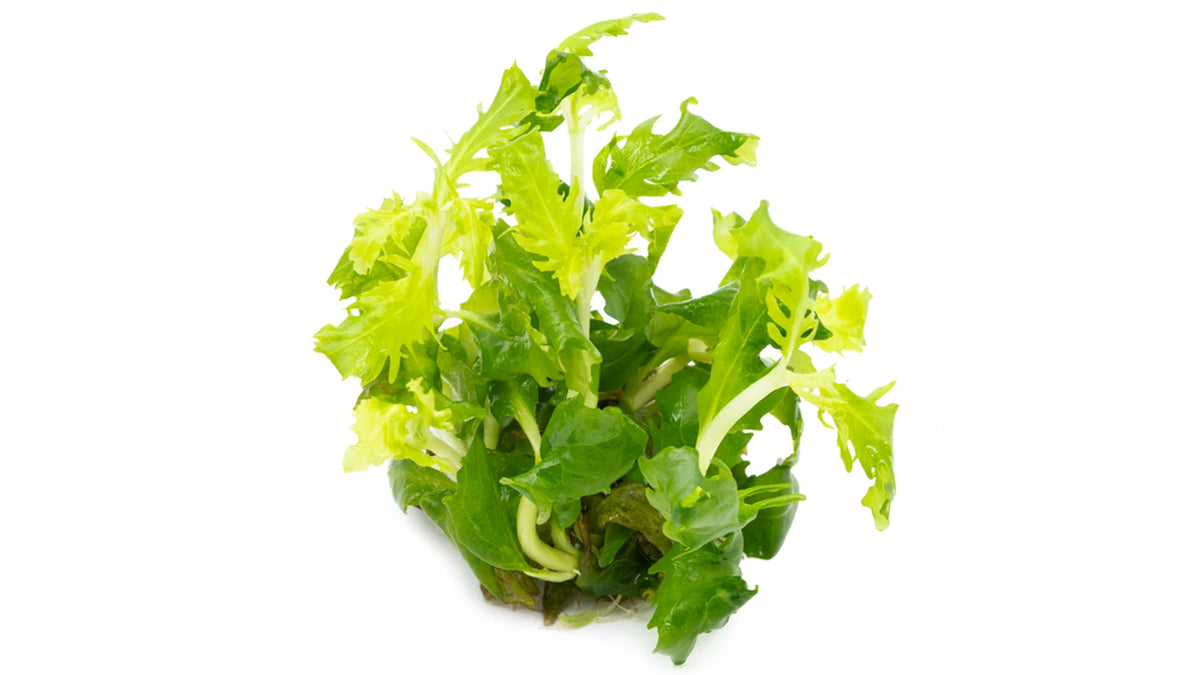 Hygrophila difformis InVitro - Indischer Wasserwedel von der Seite