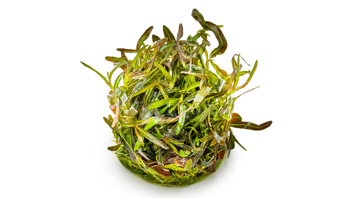 Hygrophila lancea &#39;Araguaia&#39;