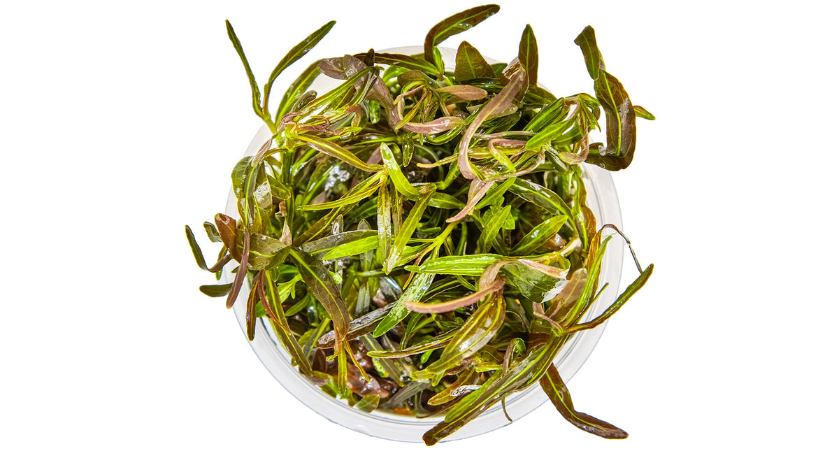 Hygrophila lancea &#39;Araguaia&#39; von oben