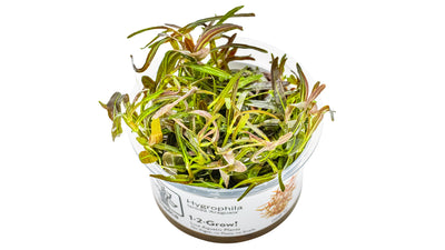Hygrophila lancea 'Araguaia'