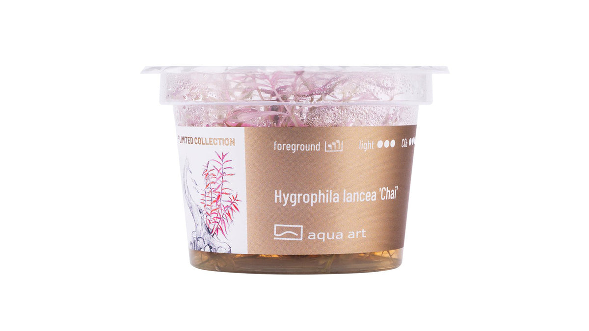 Hygrophila lancea 'Chai'  - InVitro