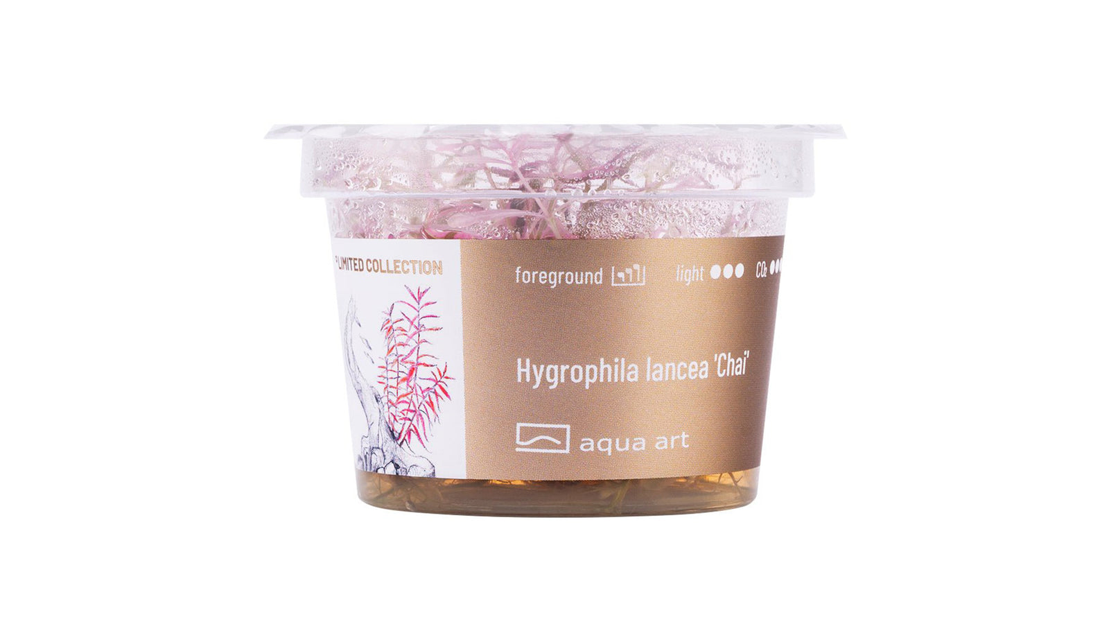 Hygrophila lancea 'Chai'  - InVitro