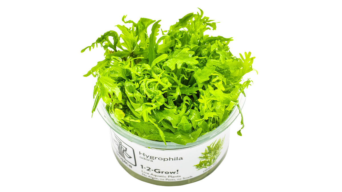 Hygrophila odora InVitro Pflanze