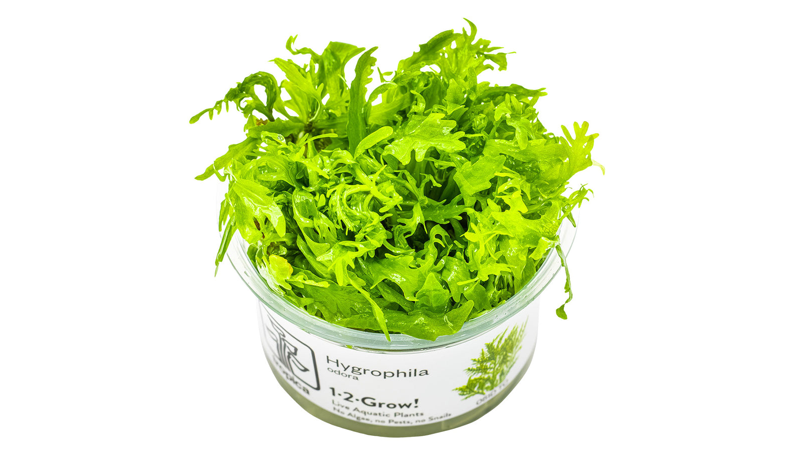 Hygrophila odora InVitro Pflanze