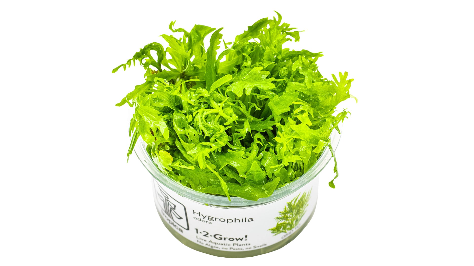 Hygrophila odora InVitro Pflanze