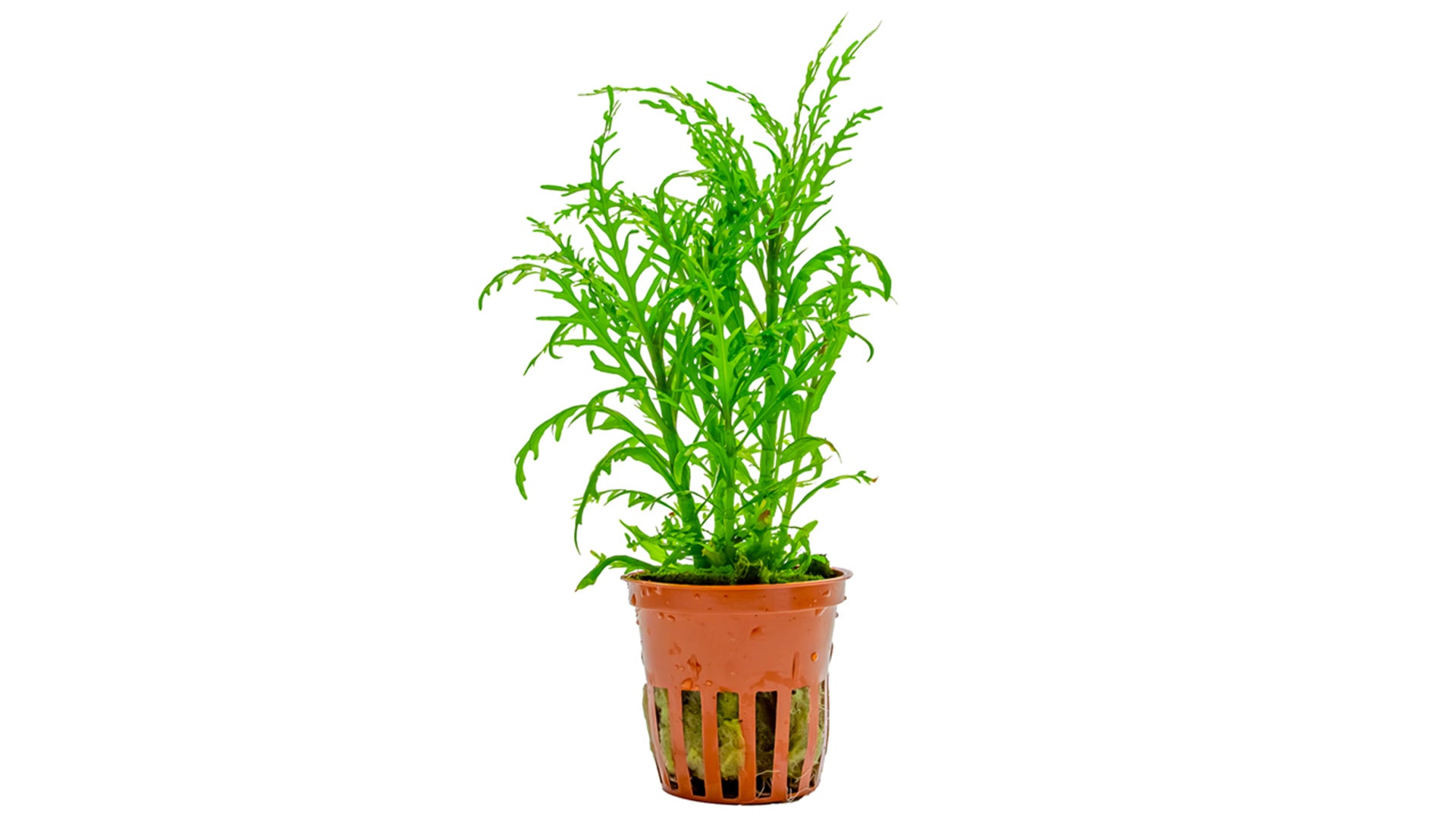 Hygrophila odora ’Difformis’ - Wasserfreund - Tropica