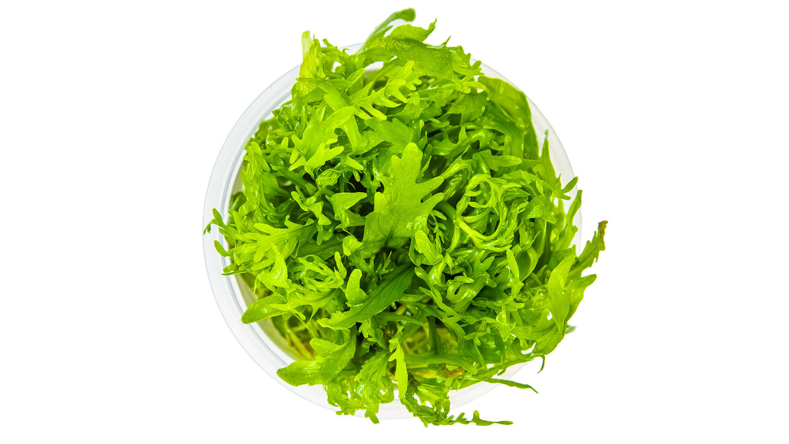 Hygrophila odora InVitro Pflanze