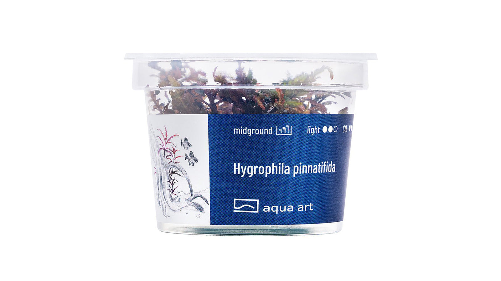 Hygrophila pinnatifida - InVitro