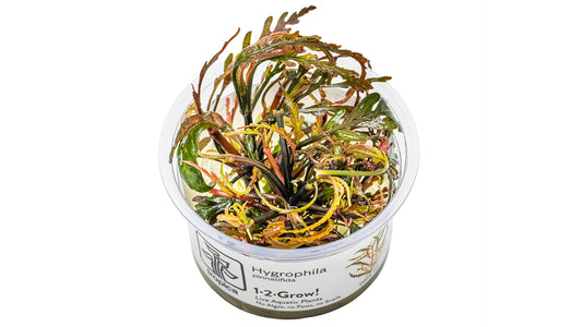 Hygrophila pinnatifida InVitro Pflanze