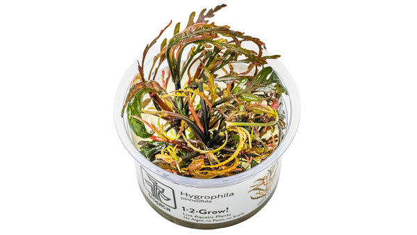 Hygrophila pinnatifida - Gefiederter Wasserfreund