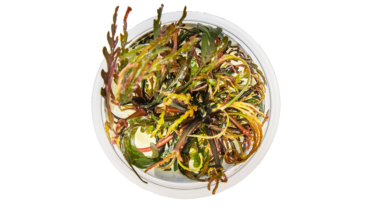 Hygrophila pinnatifida von oben