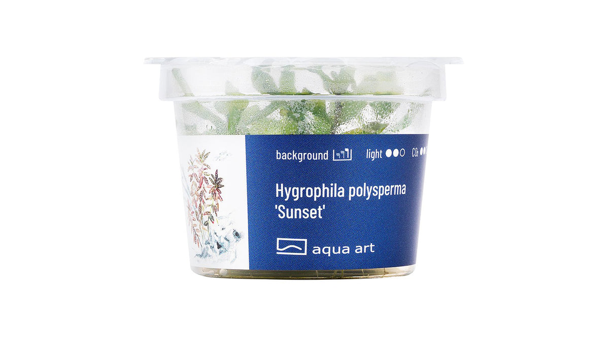 Hygrophila polysperma 'Sunset' - InVitro