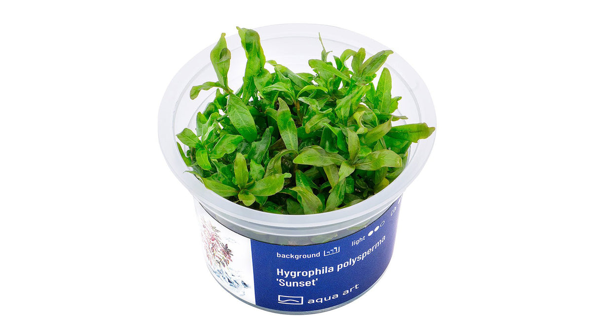 Hygrophila polysperma 'Sunset' - InVitro