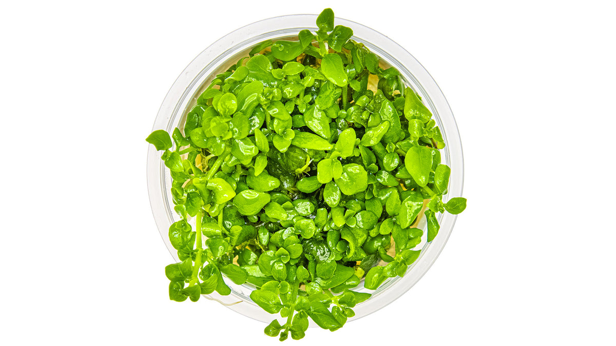 Hygrophila serpyllum - Kriechender Wasserfreund von oben