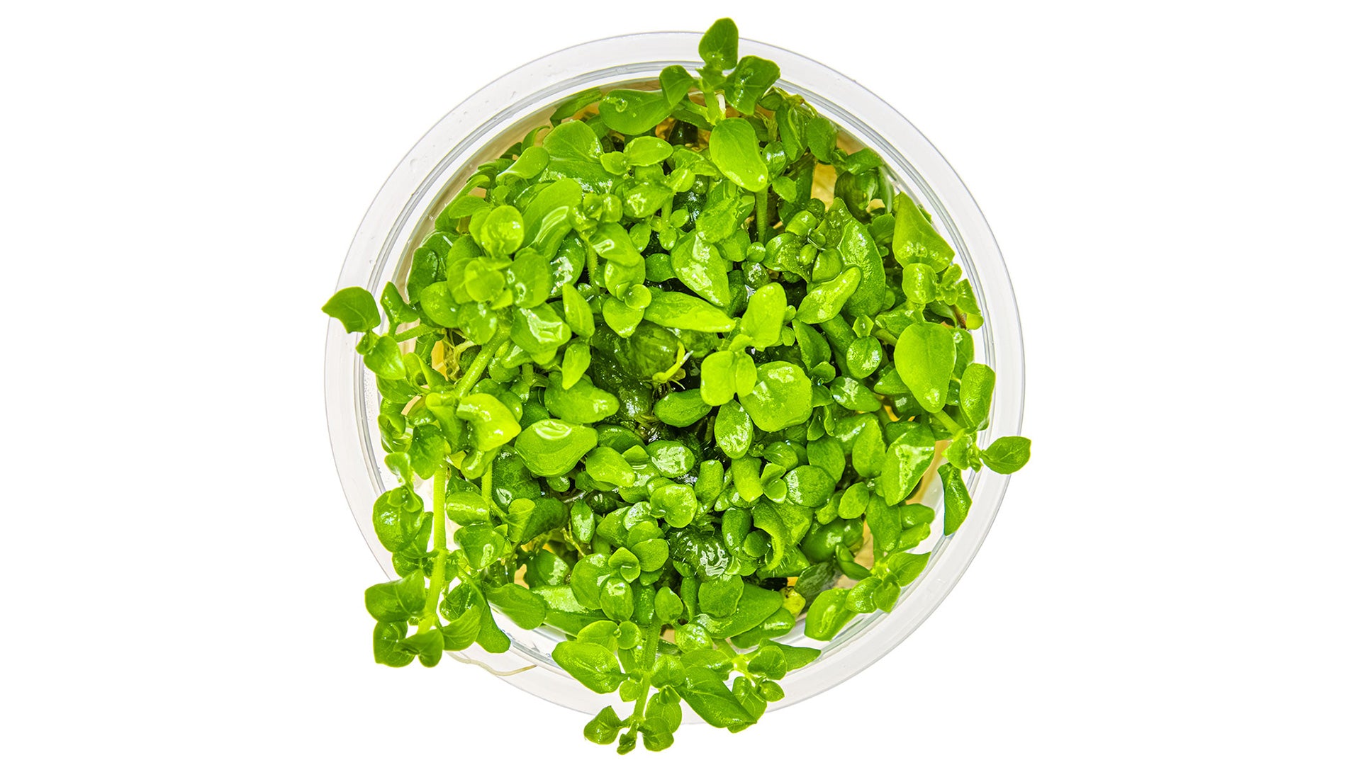 Hygrophila serpyllum - Kriechender Wasserfreund InVitro Pflanze