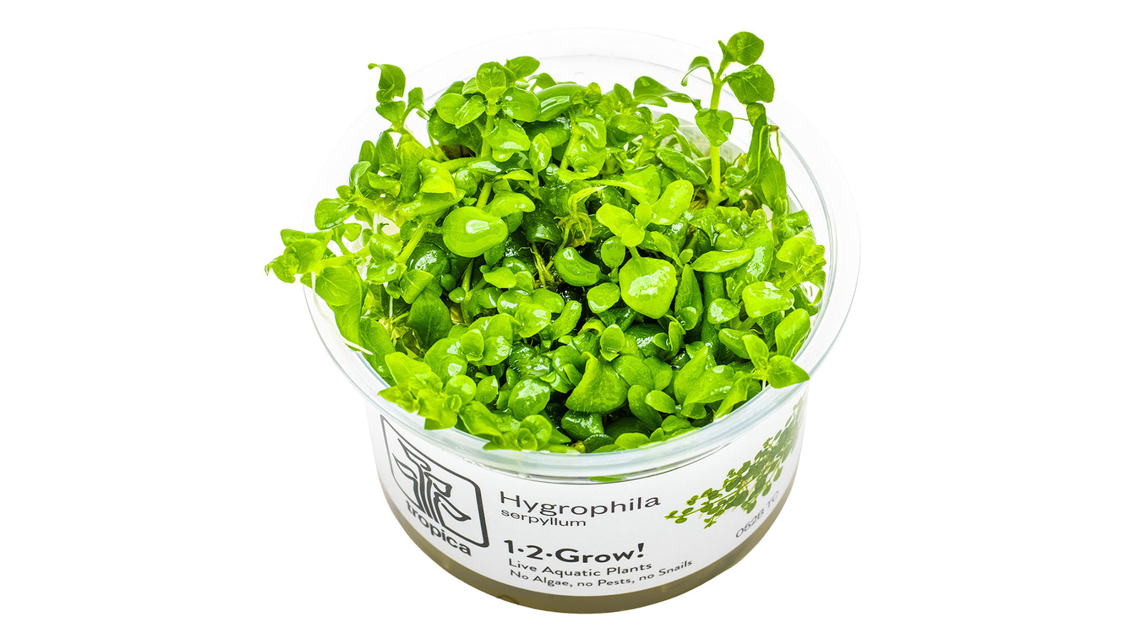 Hygrophila serpyllum - Kriechender Wasserfreund InVitro Pflanze