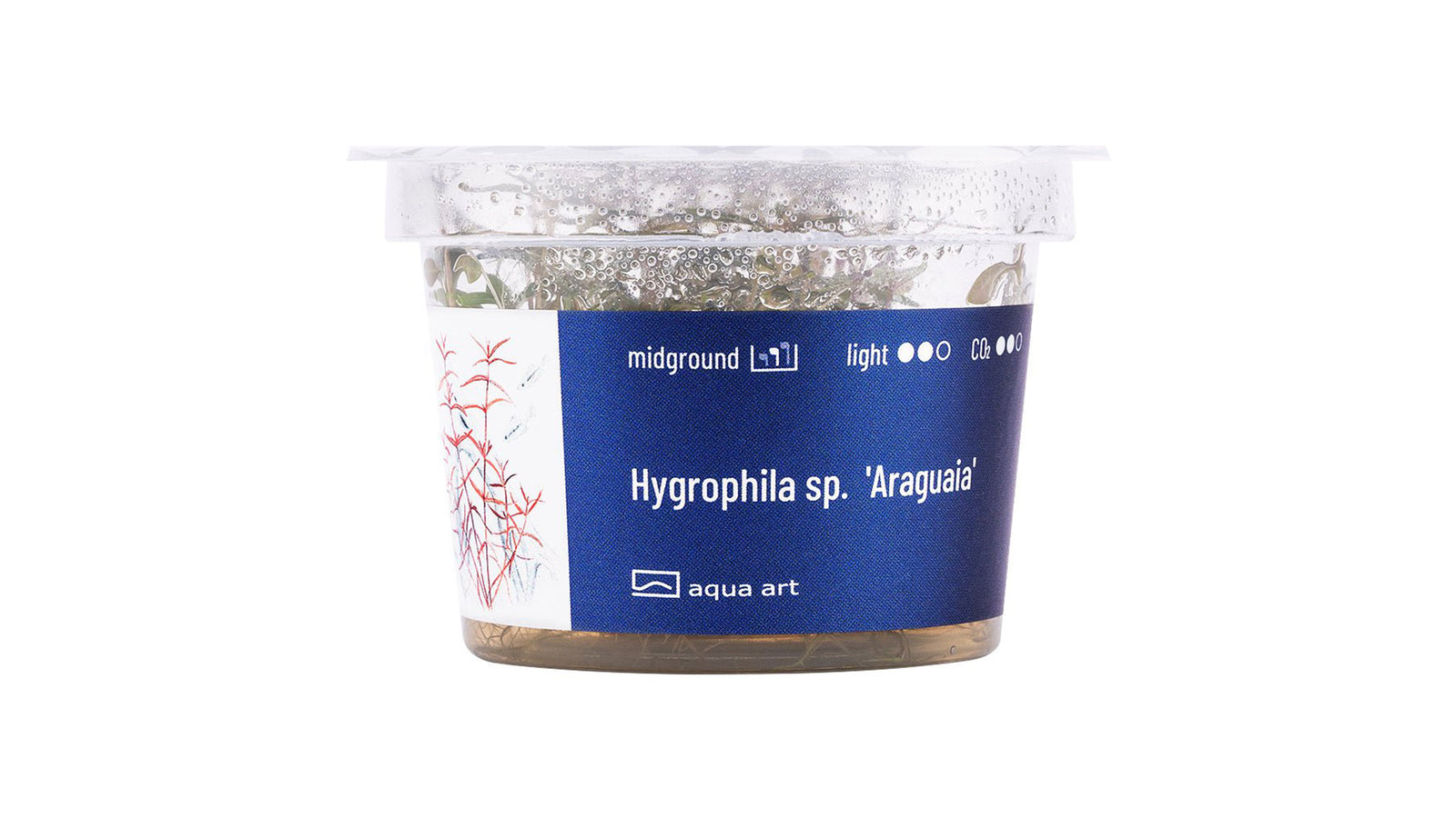 Hygrophila sp. 'Araguaia' - InVitro
