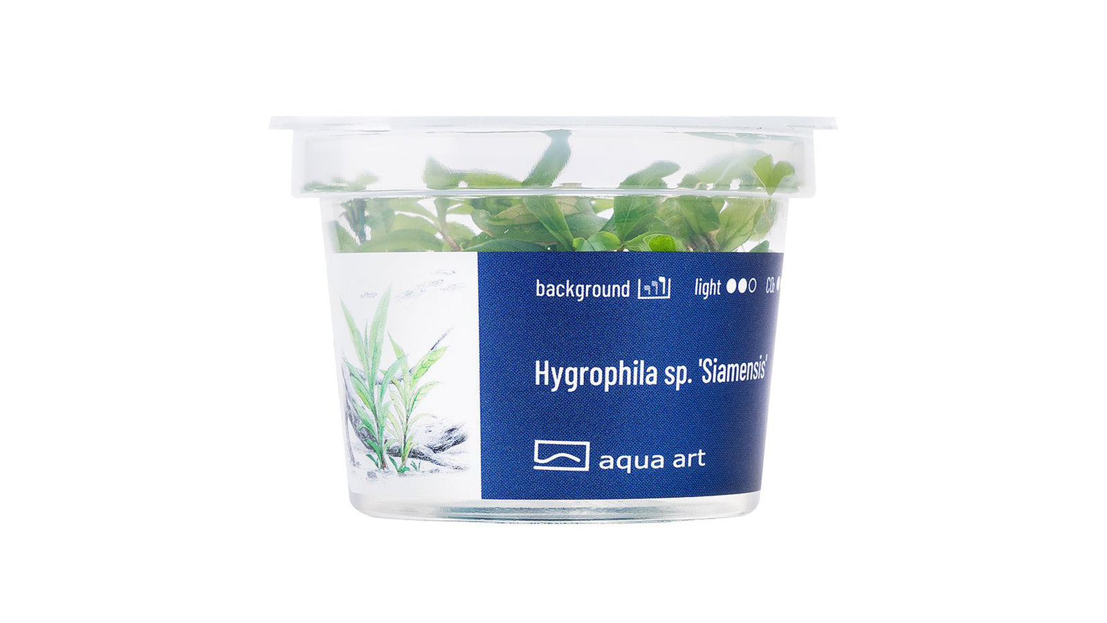 Hygrophila sp. 'Siamensis' - InVitro