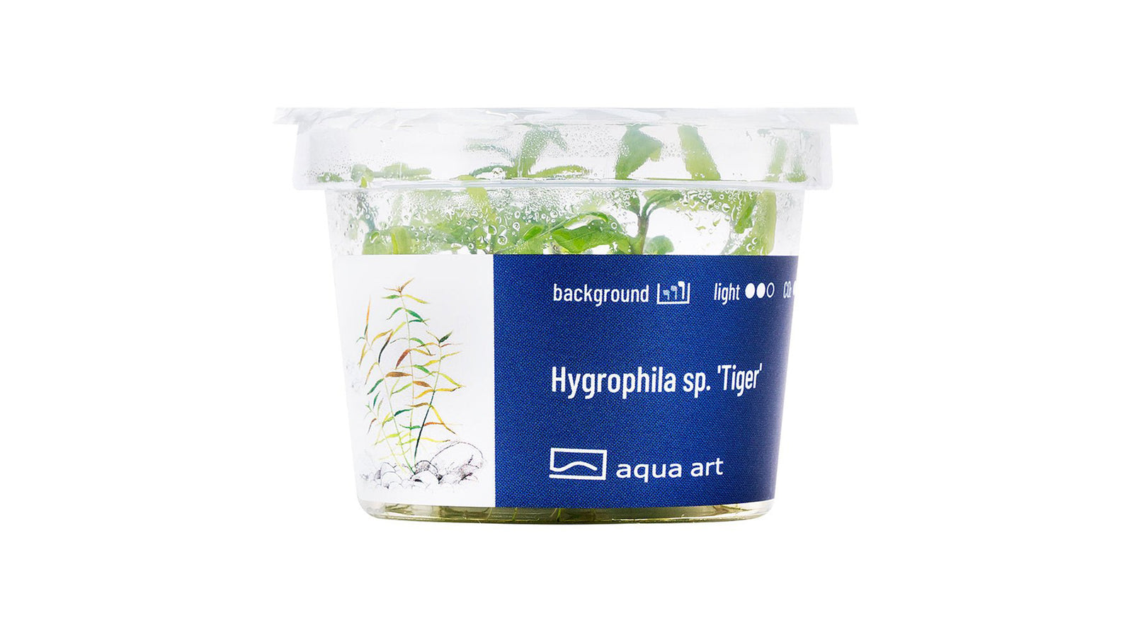 Hygrophila sp. 'Tiger' - InVitro