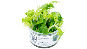 Hygrophila difformis InVitro - Indischer Wasserwedel