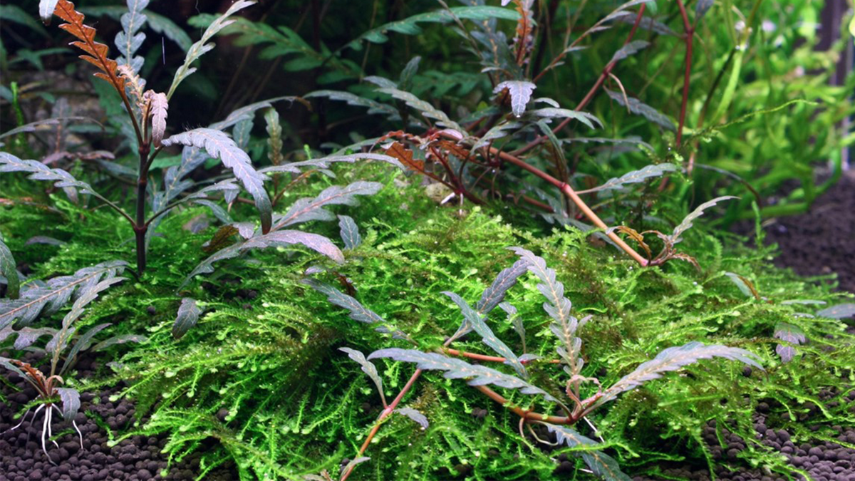 Hygrophila pinnatifida - Tropica