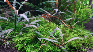 Hygrophila pinnatifida - Tropica