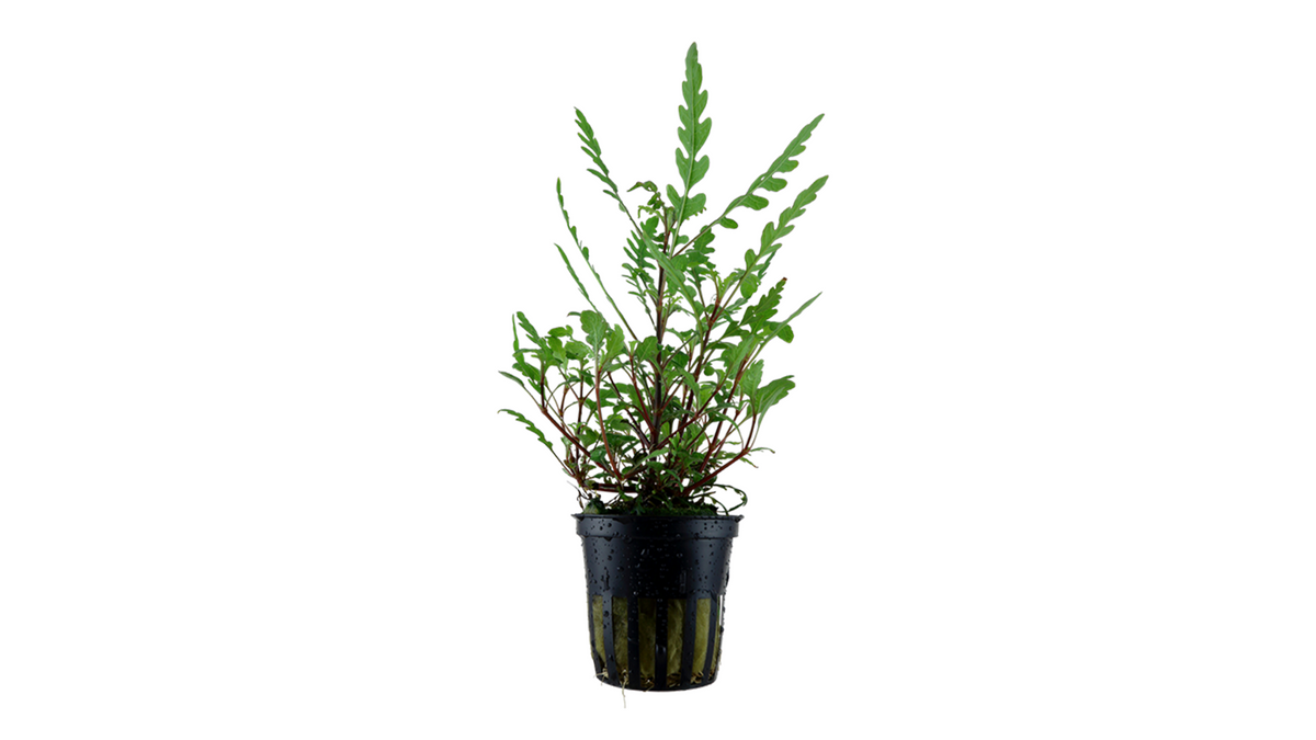 Hygrophila pinnatifida - Tropica