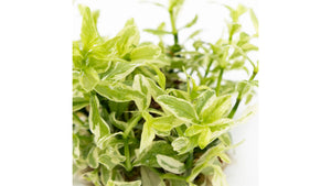 Hygrophila polysperma 'White' InVitro - Indischer Wasserfreund